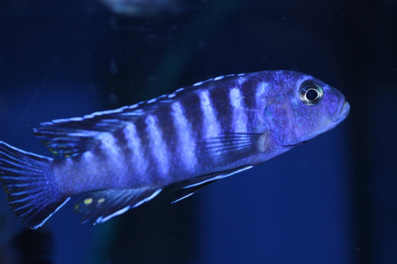 Maylandia sp. 'elongatus chidunga' Chidunga Rocks